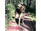Adopt Adeline a Black Hound (Unknown Type) / Mixed dog in Cumberland