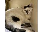 Adopt Anchovy Bon Jovi a White Domestic Shorthair / Mixed cat in Ponca City