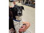 Adopt Ozzy a Black - with White Blue Heeler / Border Collie / Mixed dog in