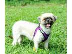Adopt Kiah a Shih Tzu / Mixed Breed (Medium) dog in Kennesaw, GA (38683328)