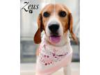Adopt Zeus a Tricolor (Tan/Brown & Black & White) Beagle / Mixed dog in Anaheim