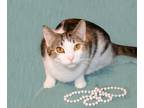 Adopt Guenevere a Calico or Dilute Calico Calico (short coat) cat in Victoria