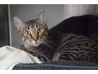 Adopt Hades a Brown or Chocolate Domestic Shorthair / Domestic Shorthair / Mixed