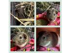 Adopt Noodle a Brown or Chocolate Guinea Pig (short coat) small animal in
