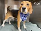 Adopt Brian a Tricolor (Tan/Brown & Black & White) Beagle / Mixed dog in