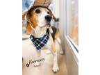 Adopt Freeway a Tricolor (Tan/Brown & Black & White) Beagle / Mixed dog in