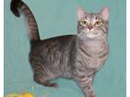 Adopt Gidget a Gray, Blue or Silver Tabby Tabby (short coat) cat in Victoria