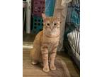 Adopt Sunny a Orange or Red Tabby Tabby (short coat) cat in Temecula
