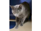Adopt SMOKEY a Gray or Blue Domestic Shorthair / Domestic Shorthair / Mixed cat