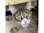 Adopt Carly a Gray or Blue Domestic Mediumhair / Mixed cat in Aldie
