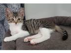 Adopt Tapioca a Brown Tabby Tabby (short coat) cat in Garden City, MI (38850766)