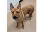 Adopt Ginger a Tan/Yellow/Fawn Australian Cattle Dog / Mixed dog in Phoenix