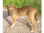 Adopt Jax a Tan/Yellow/Fawn Boxer / Shepherd (Unknown Type) / Mixed dog in