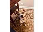 Adopt Stosh a Tan/Yellow/Fawn Pit Bull Terrier / Mixed Breed (Medium) / Mixed