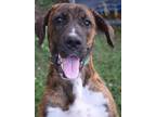 Adopt Chaz ka a Brindle - with White Boxer / Mixed dog in Johnston
