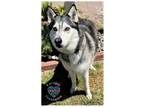 Adopt COH Blue a Black - with White Husky / Mixed dog in Inglewood