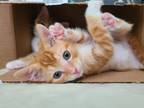 Adopt Marshall a Orange or Red Domestic Shorthair / Domestic Shorthair / Mixed