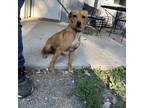 Adopt Olivia a Tan/Yellow/Fawn Whippet / Mixed dog in Princeton, KY (38850439)