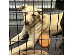 Adopt Shiloh a Tan/Yellow/Fawn Labrador Retriever / Mixed dog in Princeton