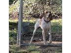 Adopt Texie a White - with Tan, Yellow or Fawn Redbone Coonhound / Mixed dog in
