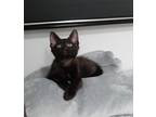 Adopt Cocoa a All Black Domestic Shorthair (short coat) cat in Garden City