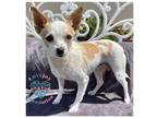 Adopt Coco Butter a White - with Brown or Chocolate Jack Russell Terrier /