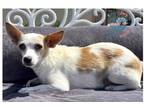 Adopt Courtney a White - with Brown or Chocolate Jack Russell Terrier /