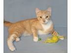 Adopt George a Orange or Red Tabby Tabby (short coat) cat in Victoria