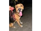 Adopt Rico a Black German Shepherd Dog / Mixed dog in Selma, CA (38850384)