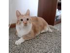 Adopt Mr. Biggins- Foster a Orange or Red Domestic Shorthair / Mixed cat in