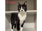 Adopt Doja a All Black Domestic Shorthair / Mixed cat in Fredericksburg