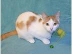 Adopt Patrick a White (Mostly) Domestic Shorthair (short coat) cat in Victoria