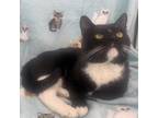 Adopt Jeeves a All Black Domestic Shorthair / Mixed cat in Greenfield