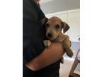 Adopt Scutters a Tan/Yellow/Fawn Mixed Breed (Medium) dog in Whiteville