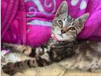 Adopt Beepo (23-190 C) a Gray, Blue or Silver Tabby Domestic Shorthair / Mixed