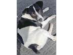 Adopt CheckMate a Black - with White Rat Terrier / Fox Terrier (Smooth) / Mixed