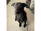 Adopt Charlie a Black Labrador Retriever / Hound (Unknown Type) / Mixed dog in