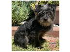 Adopt Mister Gray a Black Terrier (Unknown Type, Small) / Poodle (Miniature) /