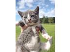 Adopt Kitten a Spotted Tabby/Leopard Spotted American Shorthair / Mixed cat in