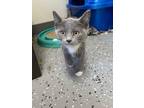 Adopt Sunny a Gray or Blue Domestic Shorthair cat in Cheboygan, MI (38850083)