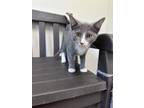 Adopt Stormie a Gray or Blue Domestic Shorthair cat in Cheboygan, MI (38850082)