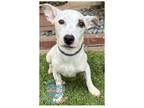 Adopt Chloe a White Jack Russell Terrier / Whippet / Mixed dog in Inglewood