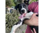 Adopt David a Black Boxer / Mixed dog in Austin, TX (38820018)