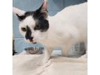 Adopt Lila a White Domestic Shorthair / Mixed cat in Leesburg, FL (38849819)