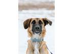 Adopt Kimber a Tan/Yellow/Fawn German Shepherd Dog / Mixed dog in Driggs