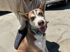 Adopt Buddy a Red/Golden/Orange/Chestnut Husky / Mixed dog in Selma
