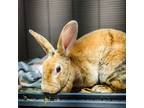 Adopt Honey Comb a Other/Unknown / Mixed rabbit in Gloucester, VA (38849797)