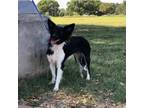 Adopt Dilly Bar a Black Papillon / Mixed dog in Austin, TX (38849847)
