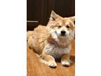 Adopt Chi-ichi a Red/Golden/Orange/Chestnut - with White Chow Chow / Mixed dog