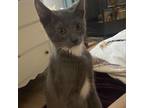 Adopt Lurch a Gray or Blue Domestic Longhair / Mixed cat in Helotes